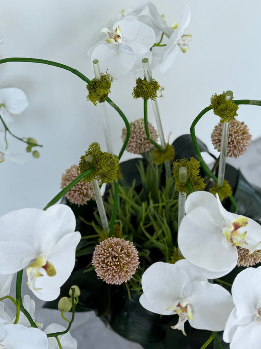 White Orchids and Allium Diamond Bowl