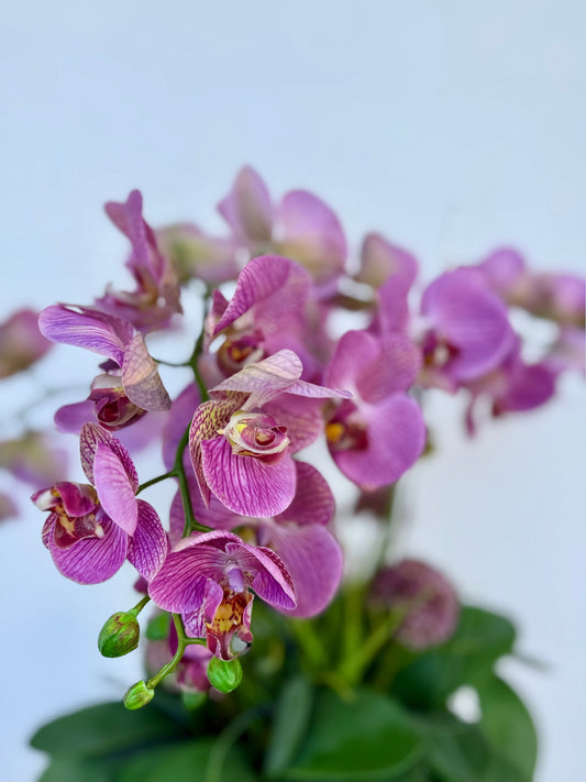 Purple Fantasy Orchid Arrangement with Allium
