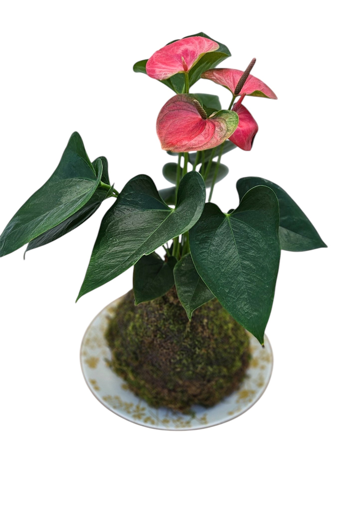 Anthurium Plant