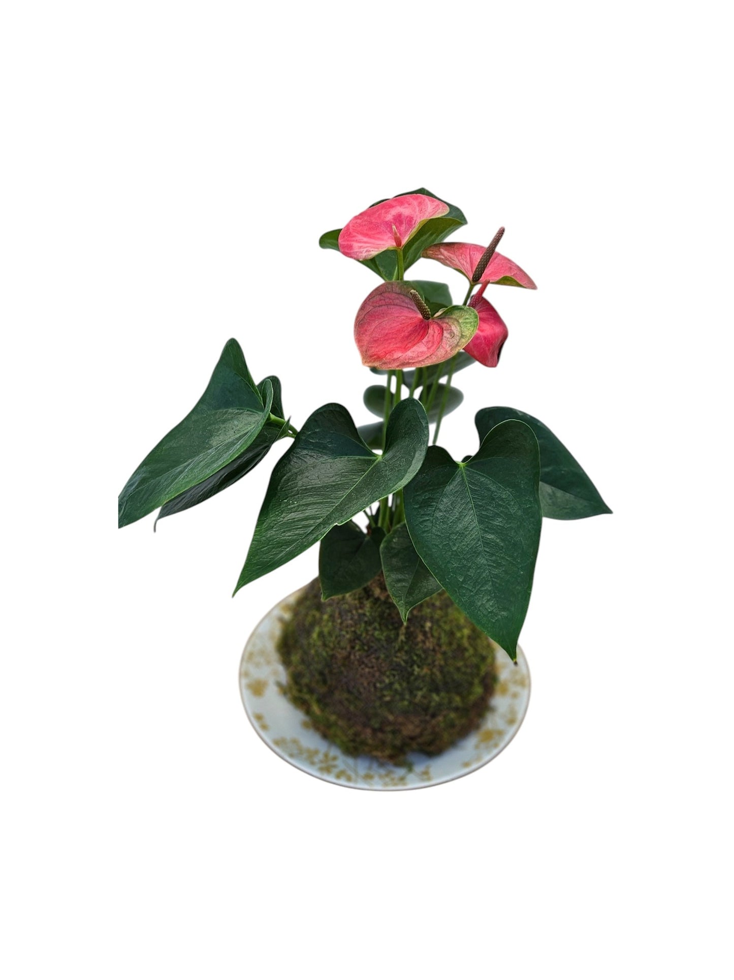 Anthurium Plant