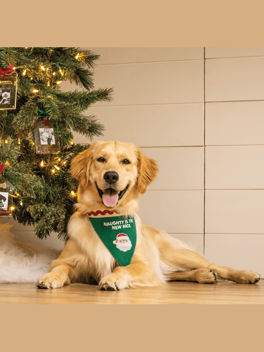Treat Reversible Dog Bandana