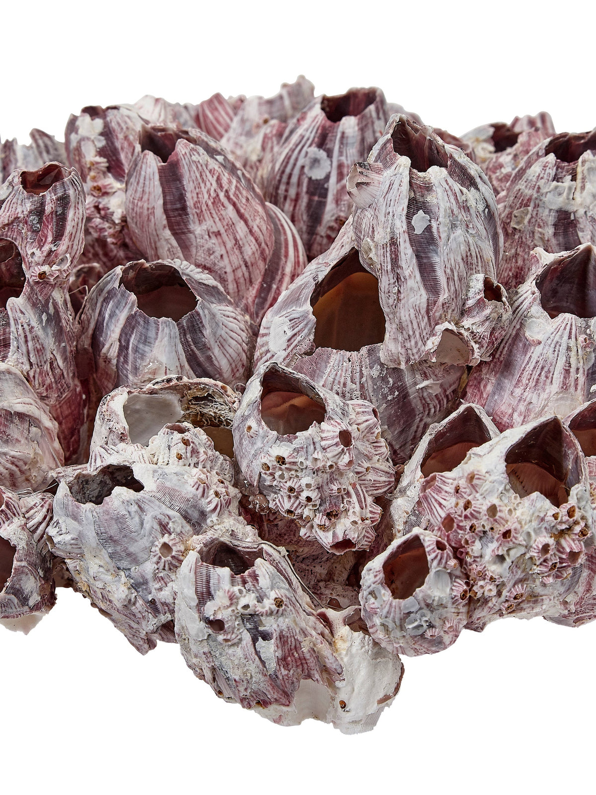 Barnacle Cluster Glued 9-12"