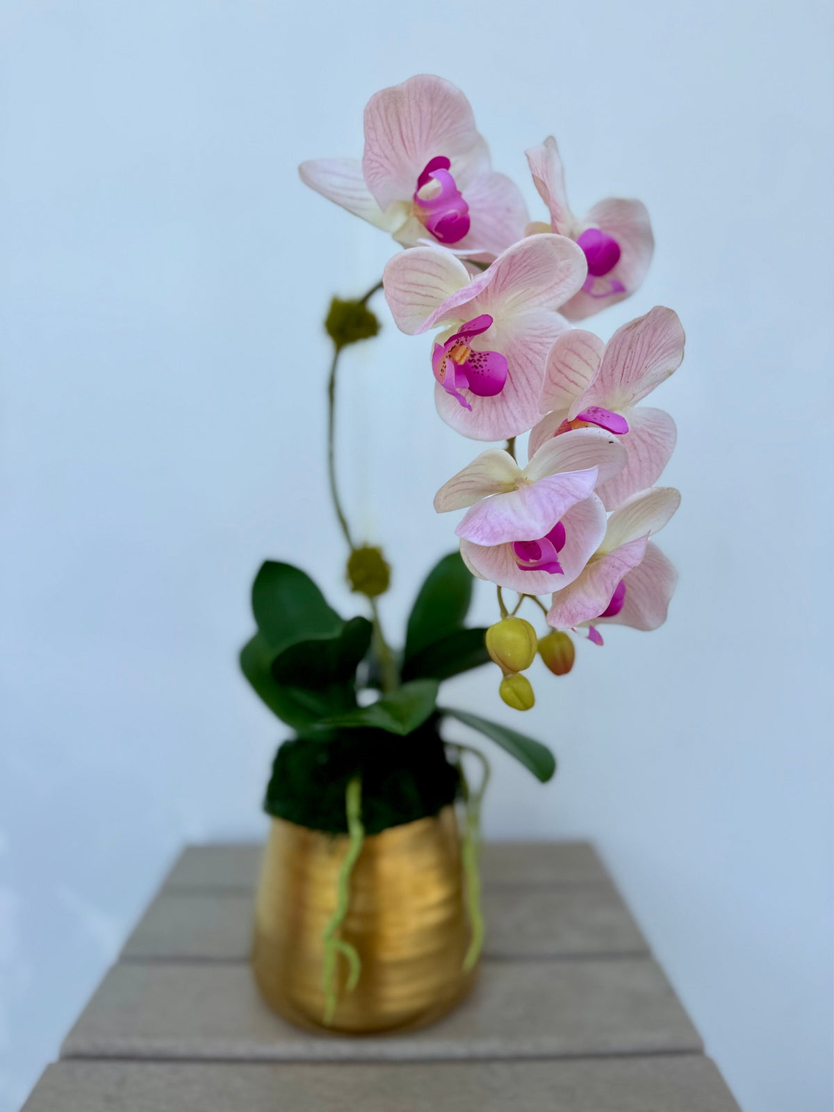 Pale Pink Orchid in Gold Cache Pot