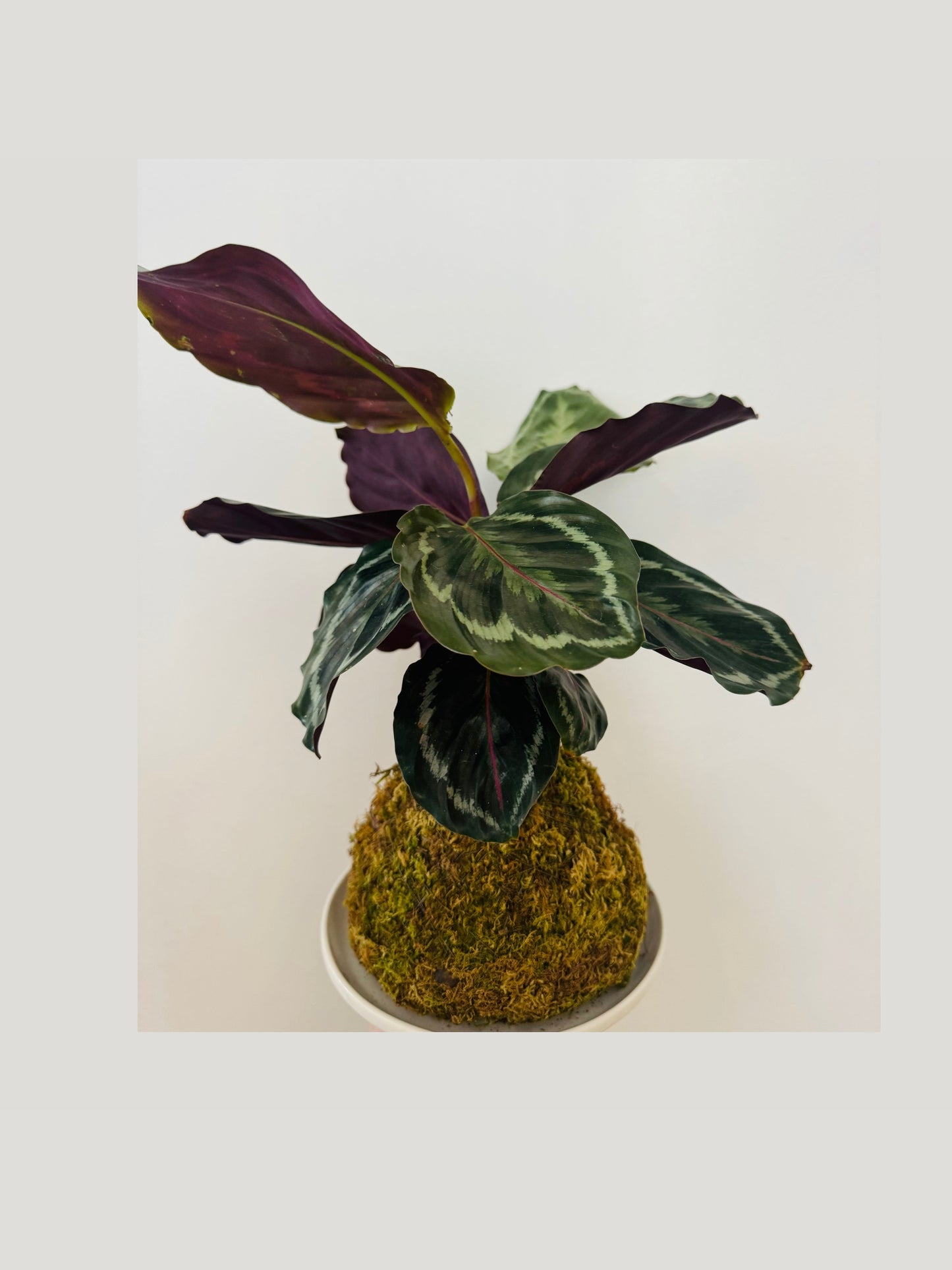 Kokedama - Prayer Plant 3