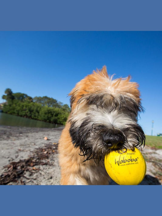 Dog Ball