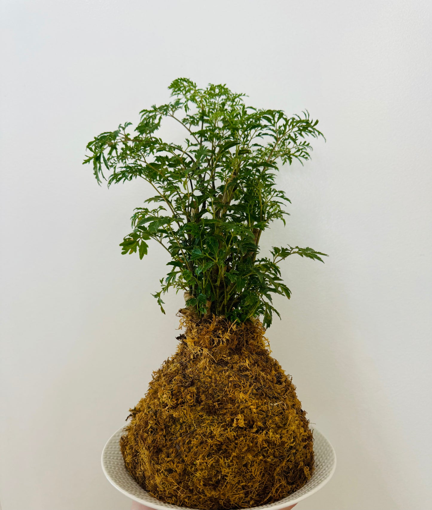 Kokedama - Aralia