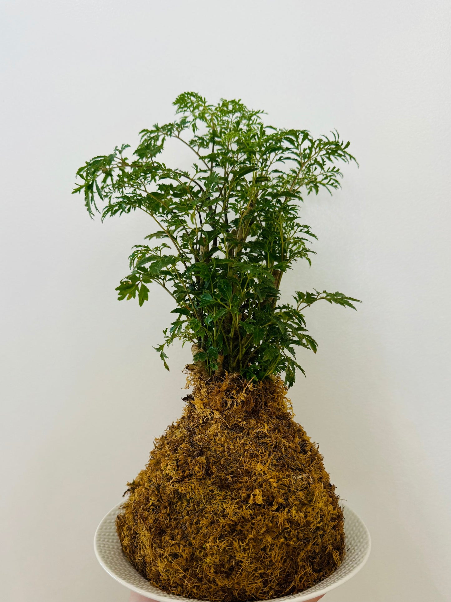Kokedama - Aralia