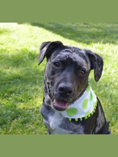 Tennis Ball Dog Bandana