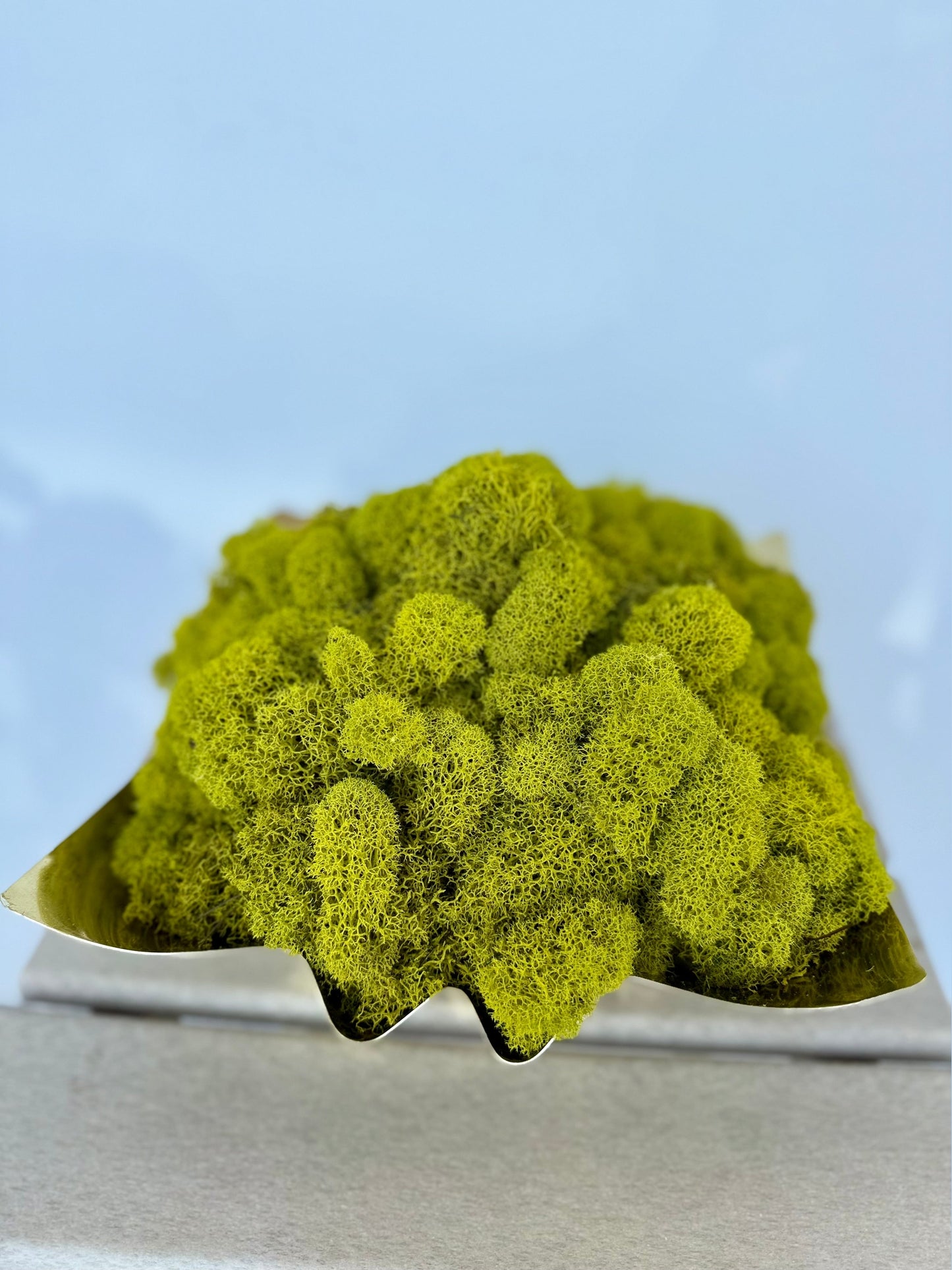 Reindeer Moss in Gold Fluted Bowl