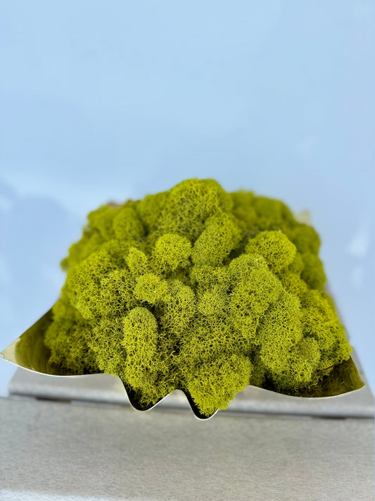 Reindeer Moss in Gold Fluted Bowl