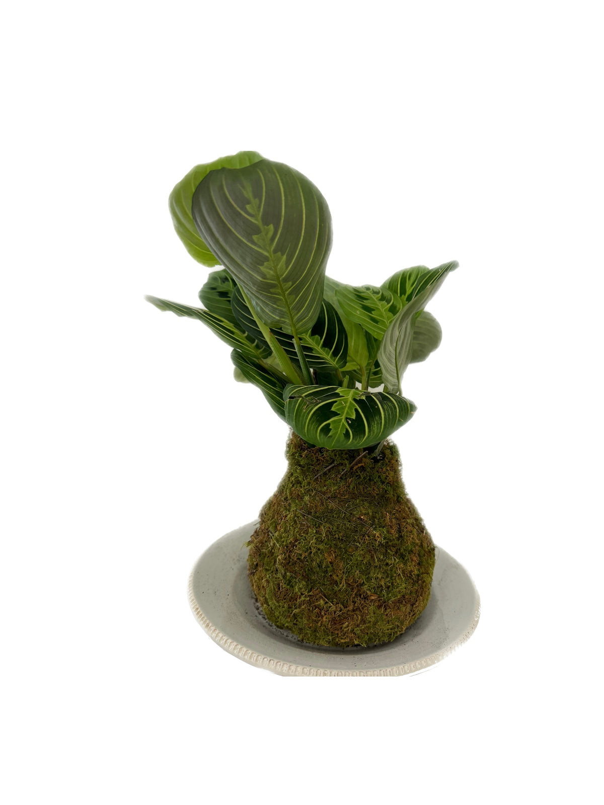 Kokedama - Prayer Plant 2