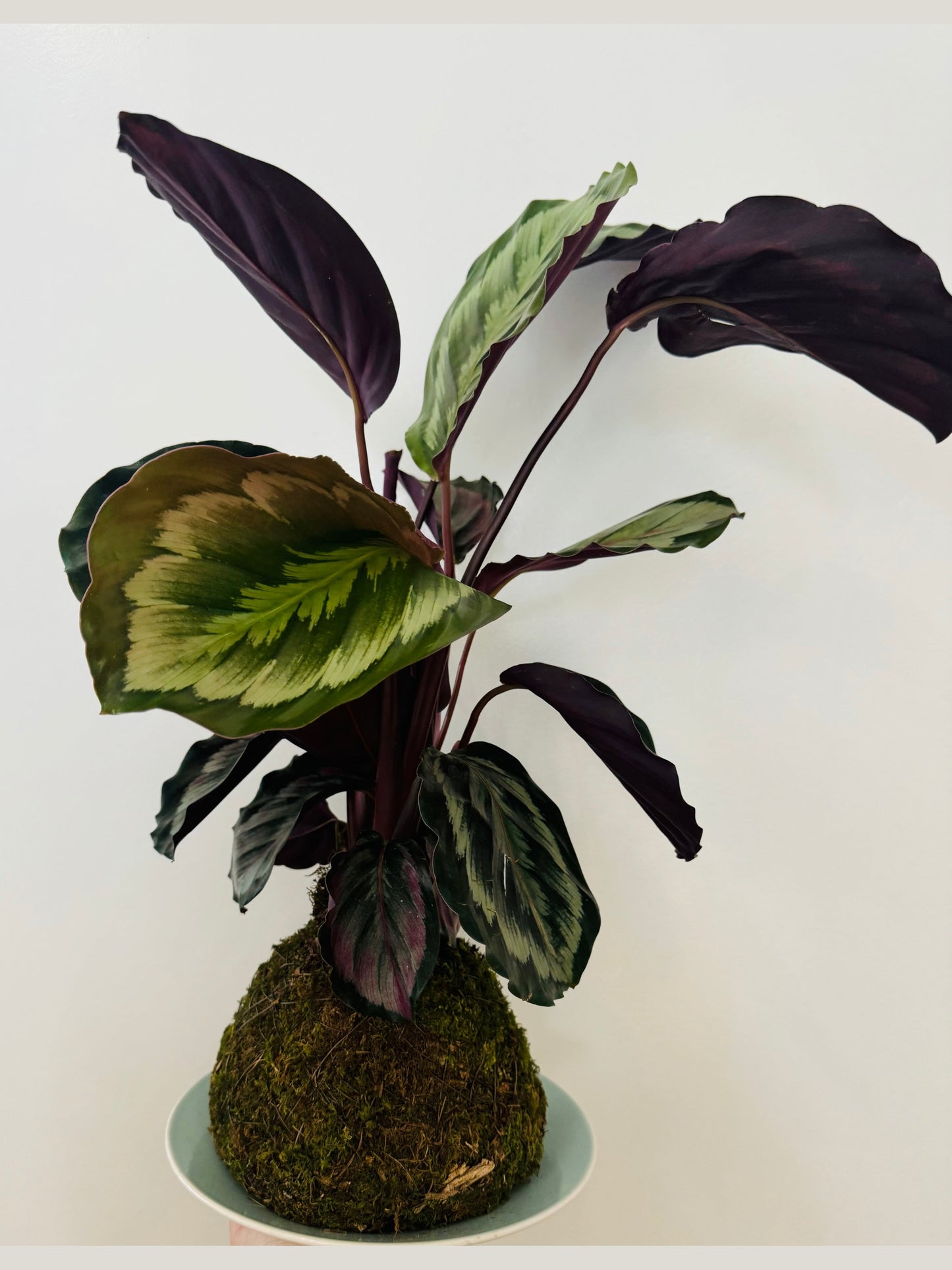 Kokedama - Prayer Plant 1