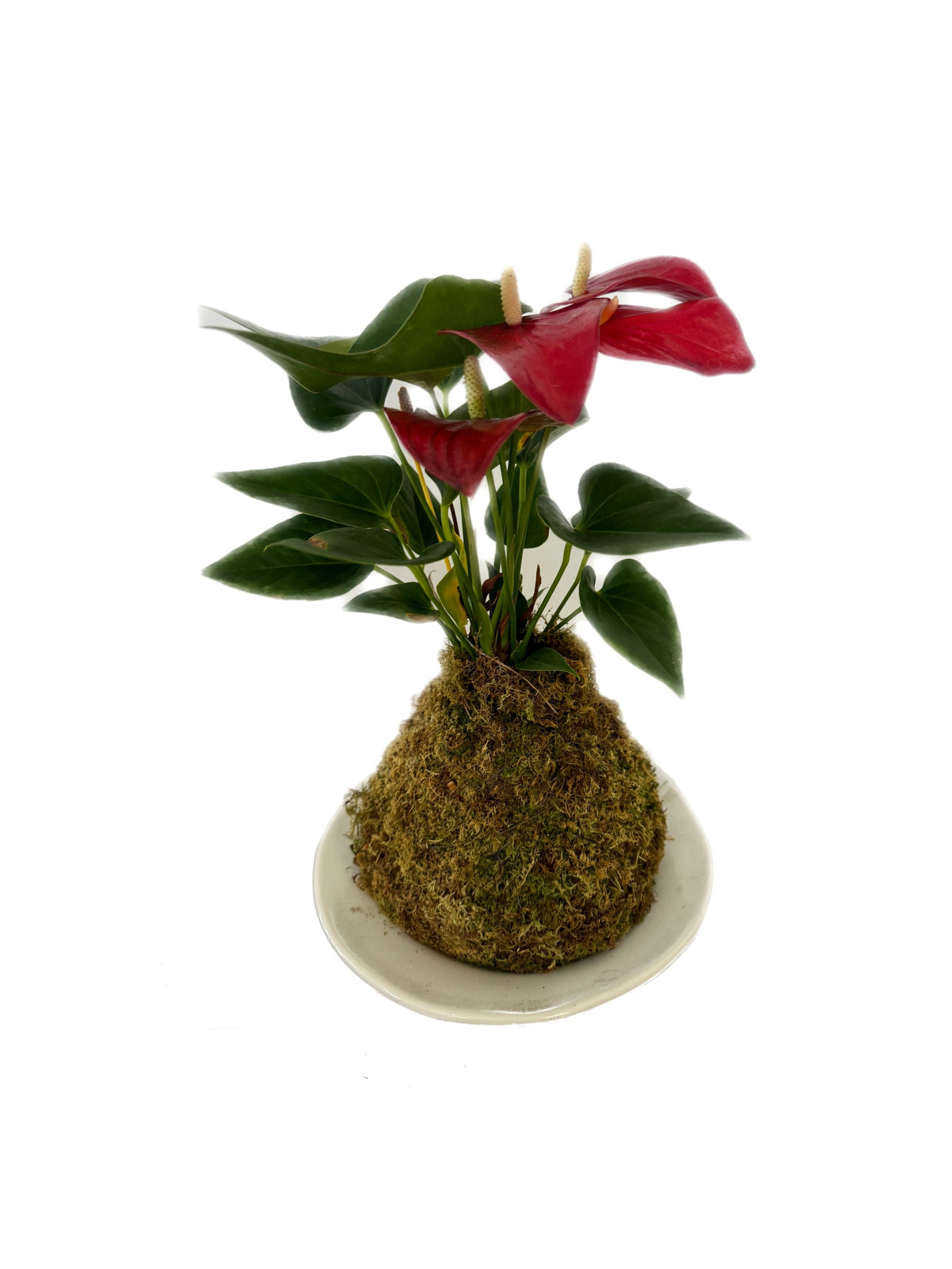 Kokedama - Anthurium