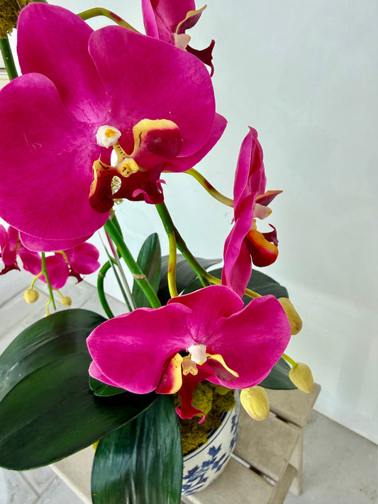 Magenta Orchids in Chinoiserie Pot