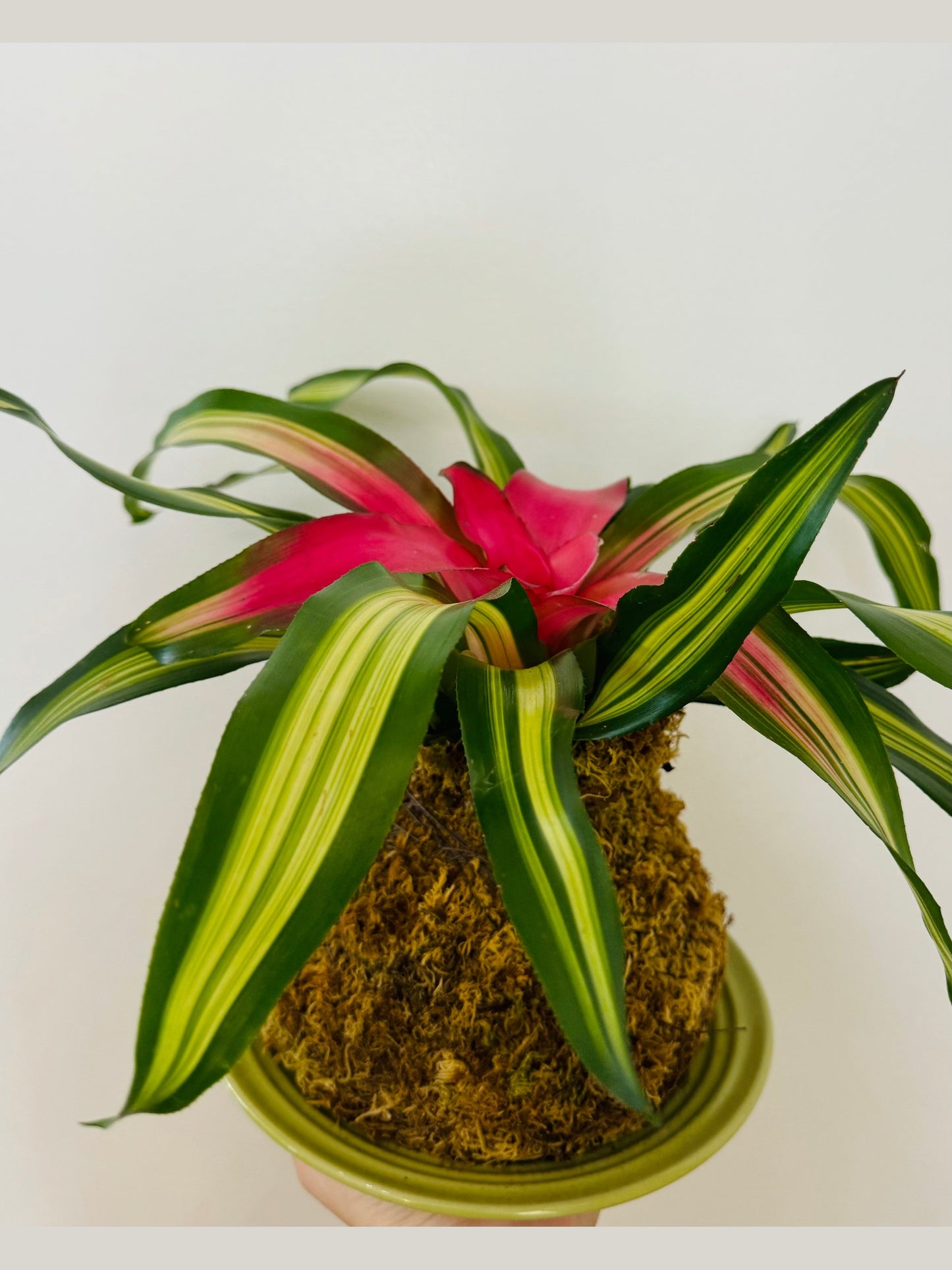 Kokedama - Bromeliad