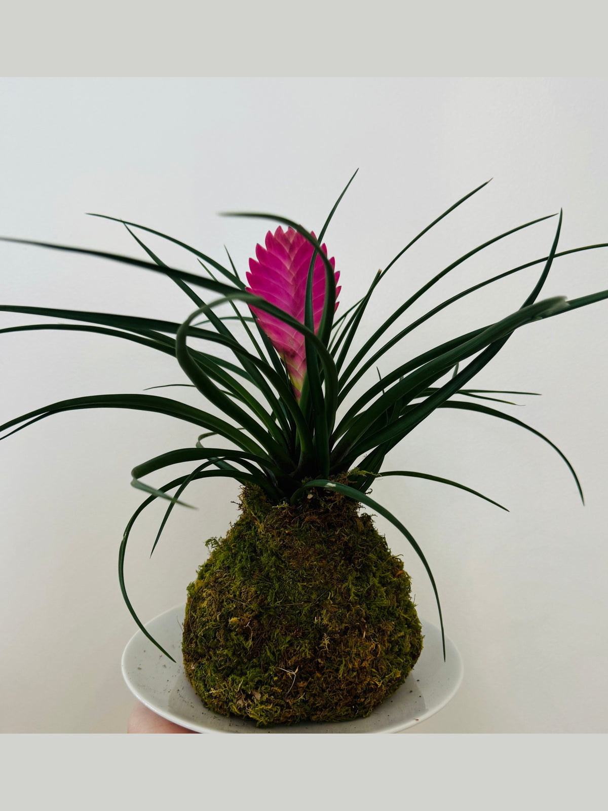 Kokedama - Tillandsia