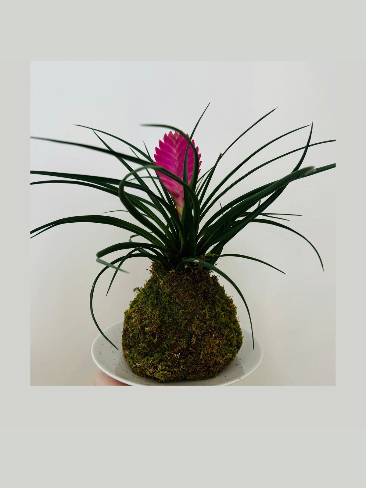 Kokedama - Tillandsia