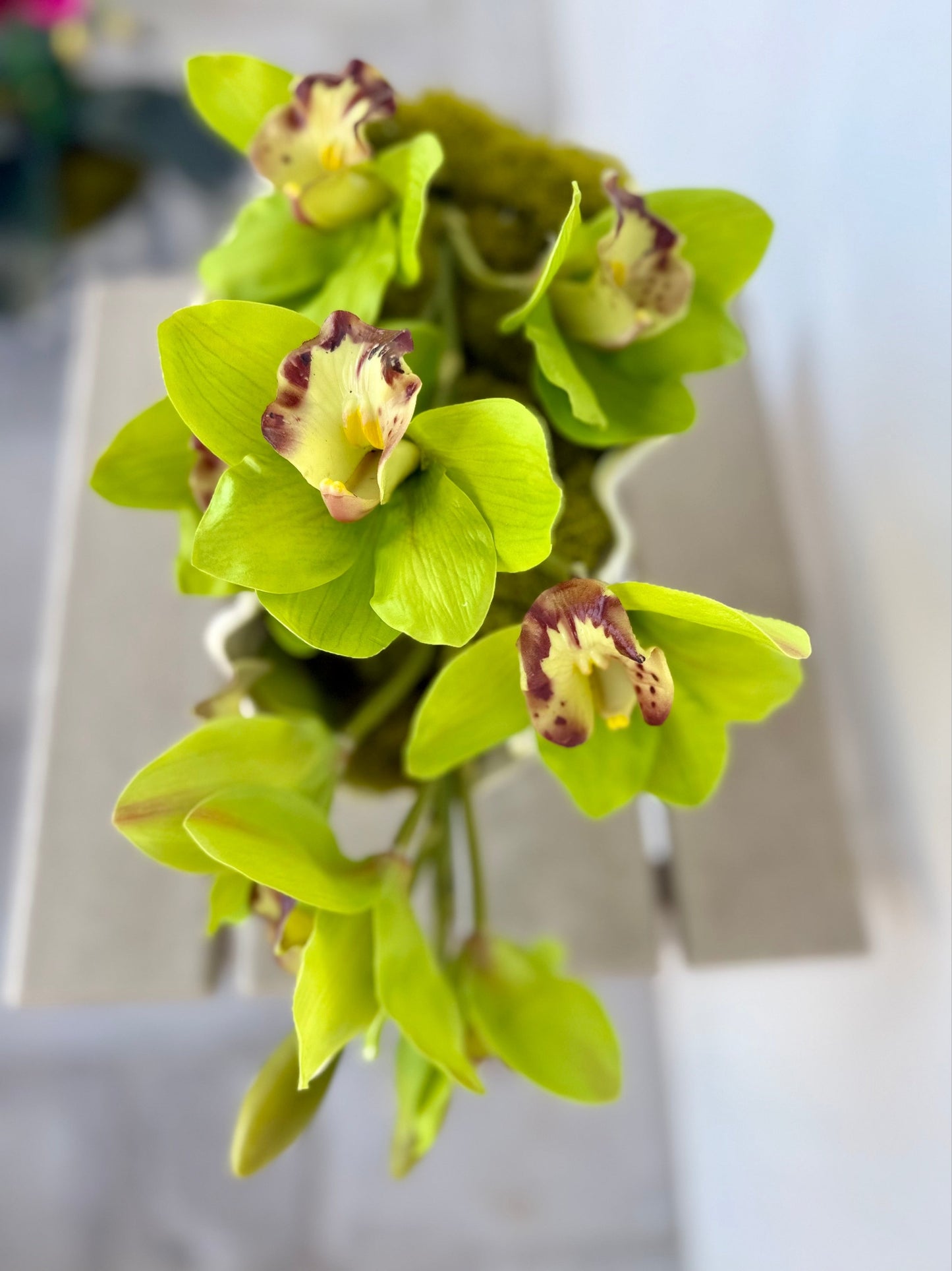 Cymbidium Orchid in Wavy Coral Vase