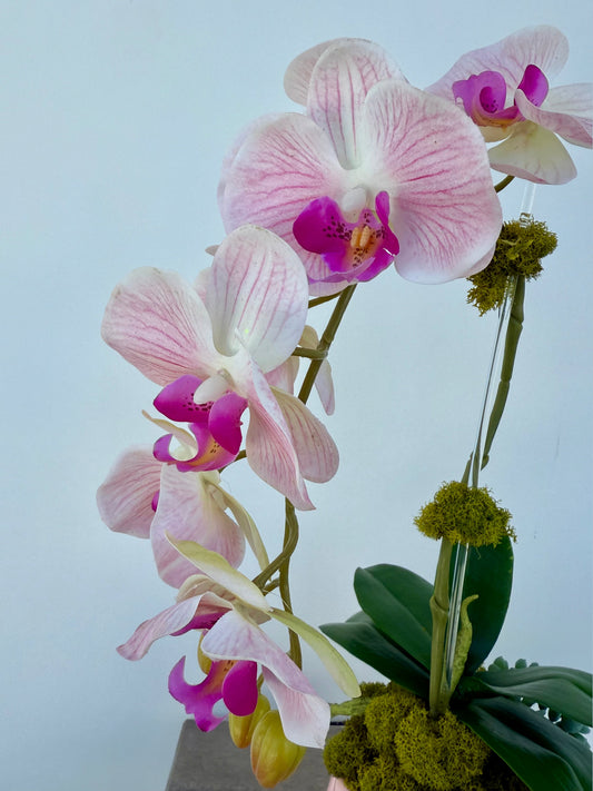 Pink and White Orchid in Pink pot