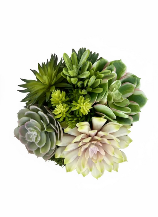 Succulent in White Swirl Pot