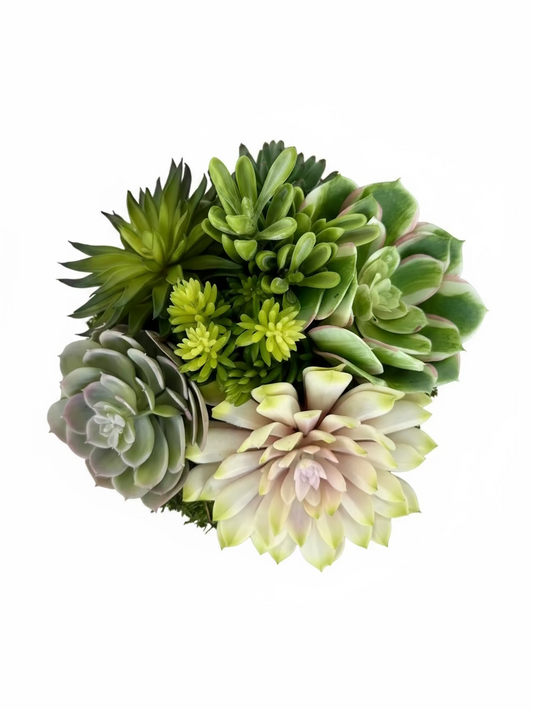 Succulent in White Swirl Pot