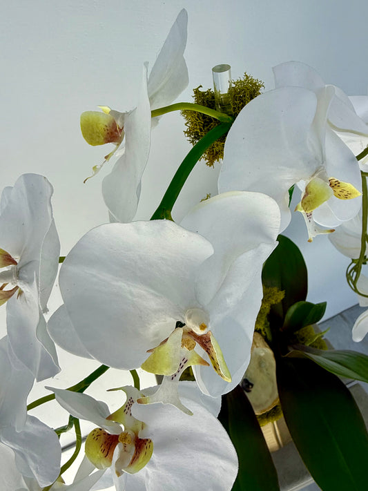 Double White Orchid in Gold Boat