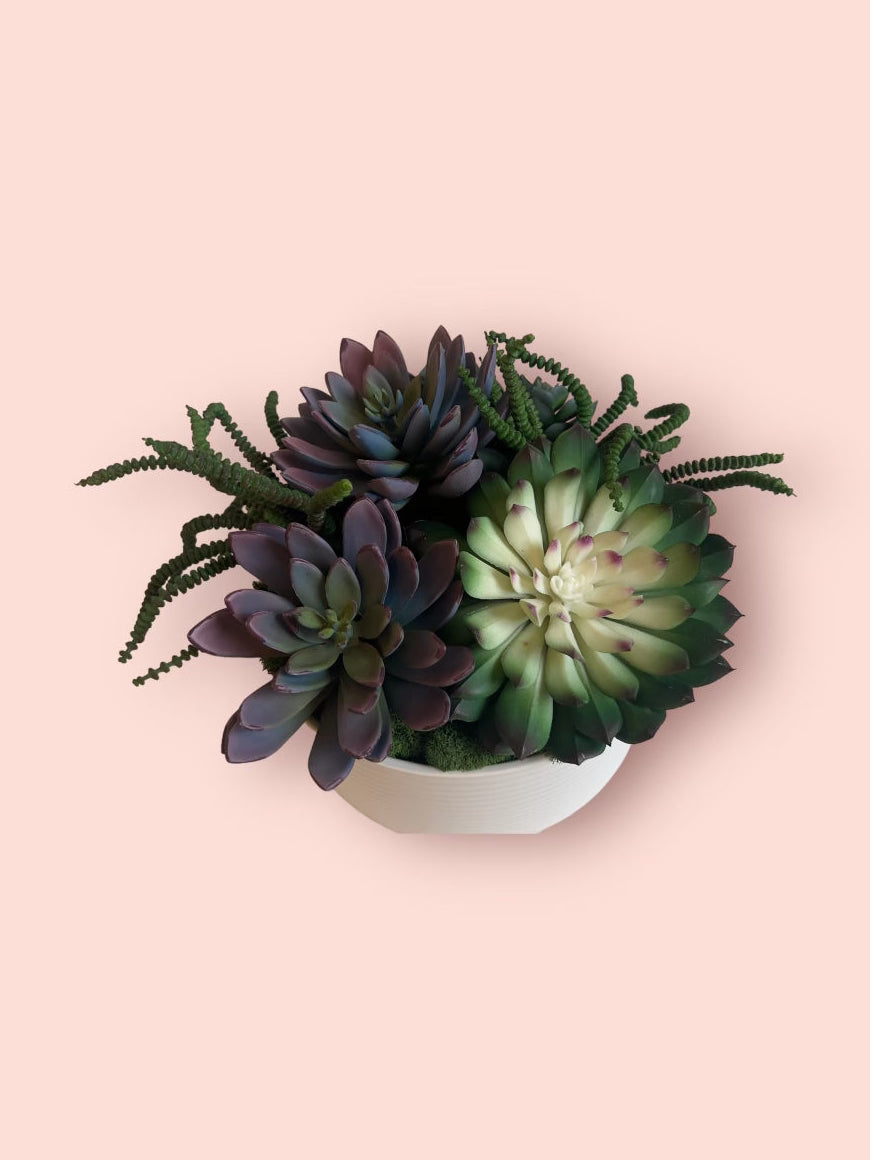 Bowl of Succulents