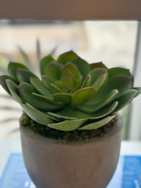 Single Succulent Planter