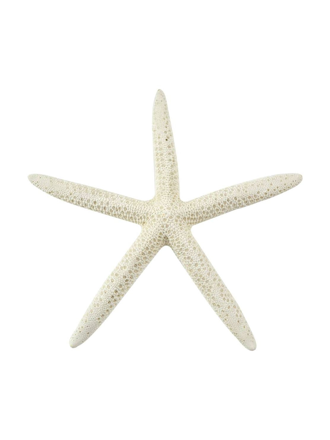 White Finger Starfish 6-8"