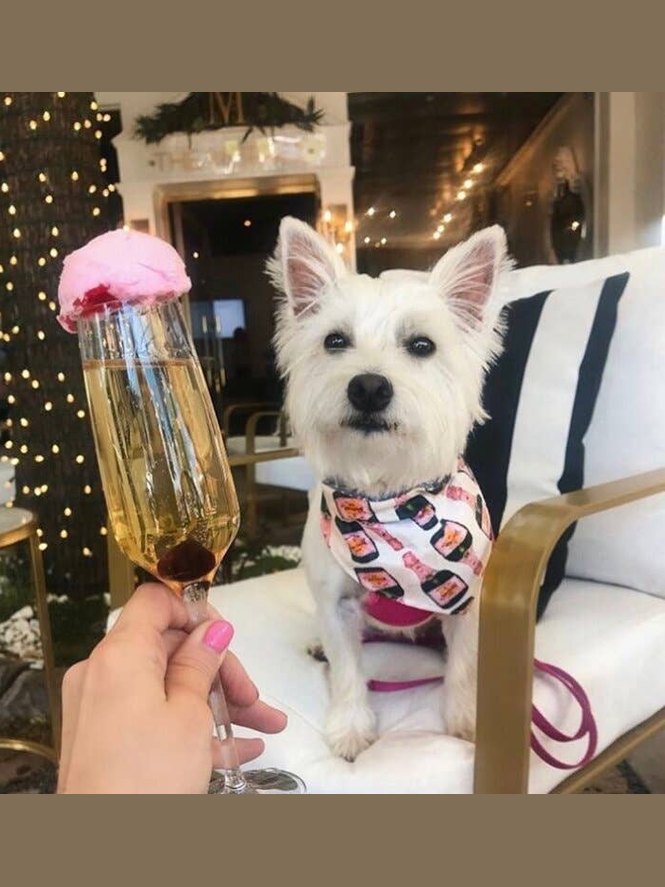 Champagne Dog Bandana