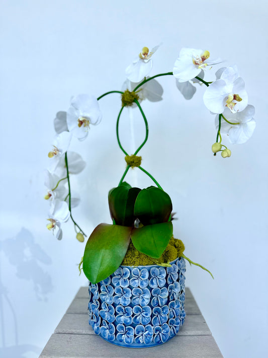 Double White Orchids in Blue Flower Pot
