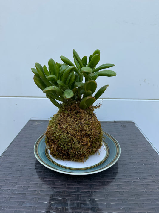 Kokedama - Succulent 1