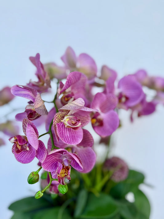 Purple Fantasy Orchid Arrangement with Allium