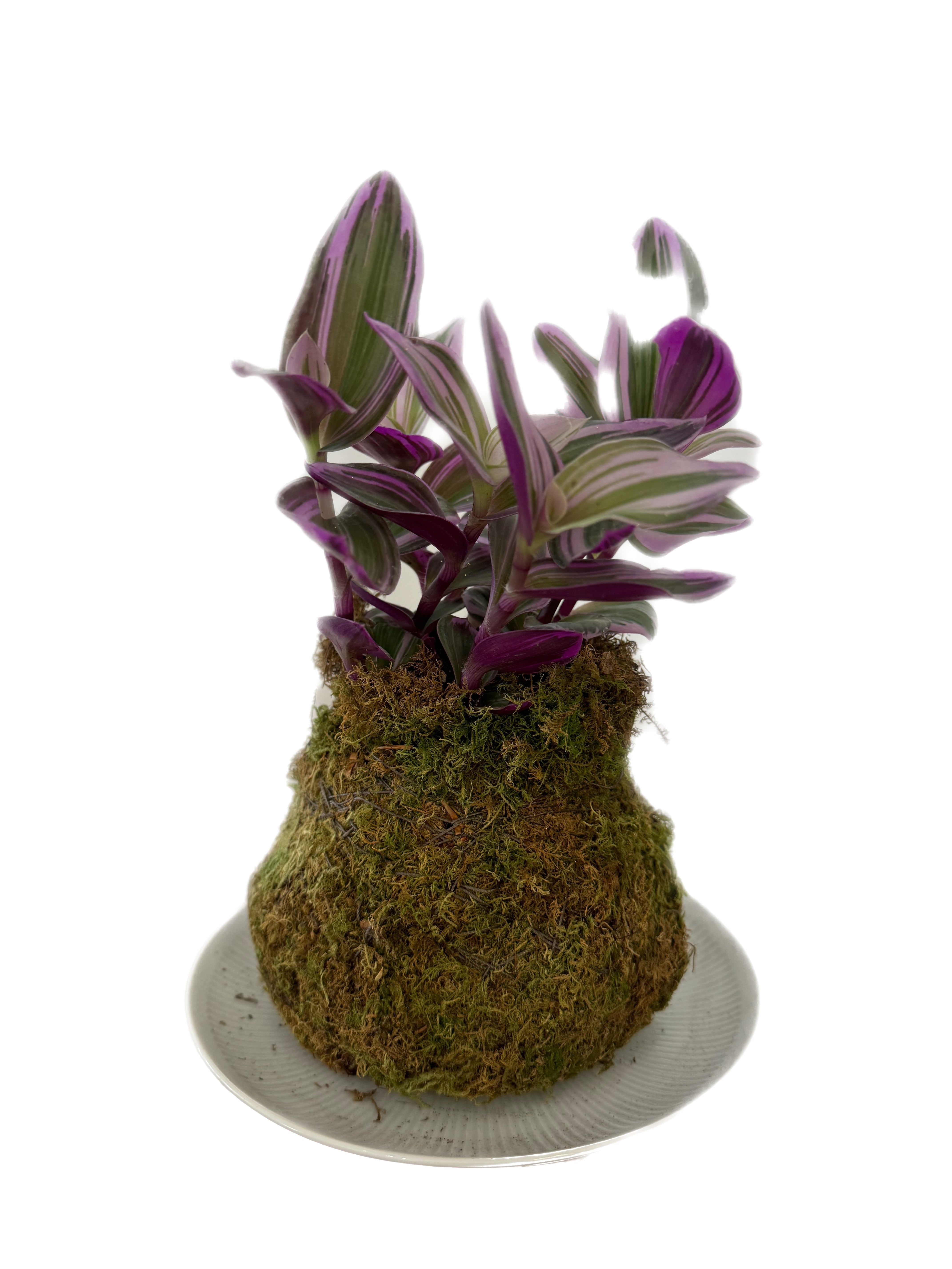 Kokedama - Inch Plant