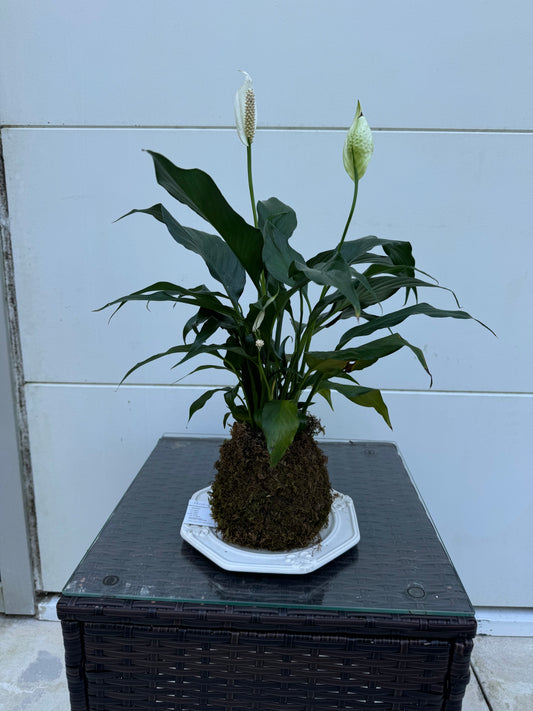 Kokedama - Peace Lily 2