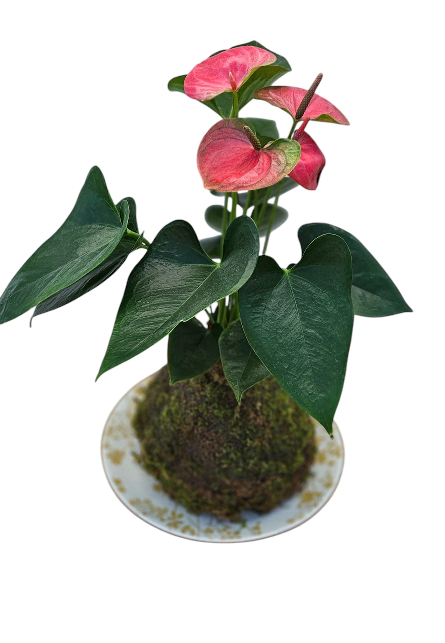 Anthurium Plant