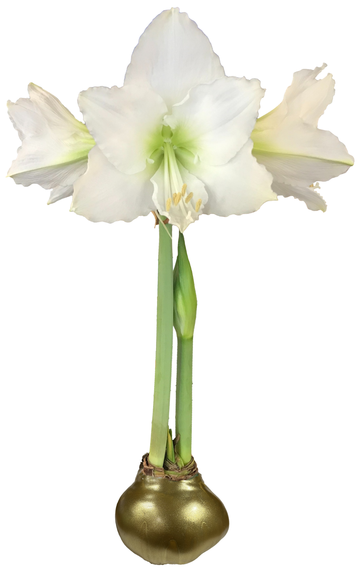 White Flower Gold Lacquer 30cm
