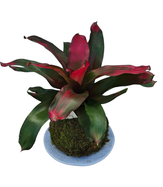 Bromeliad Plant