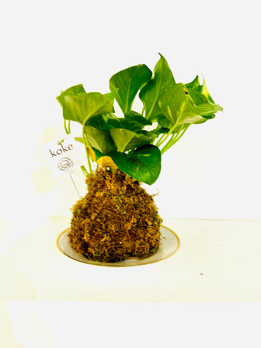 Kokedama - Pothos 1