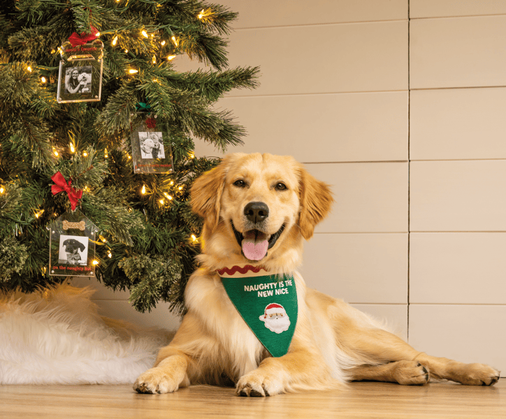 Treat Reversible Dog Bandana