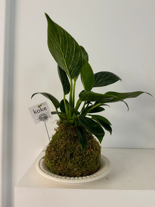 Kokedama - Peace Lily