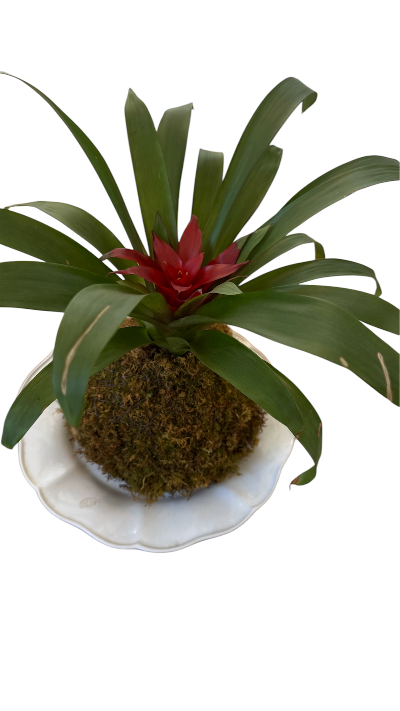 Bromeliad Plant