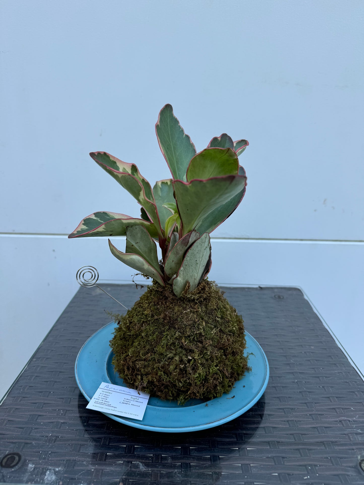 Kokedama - Peperomia 2