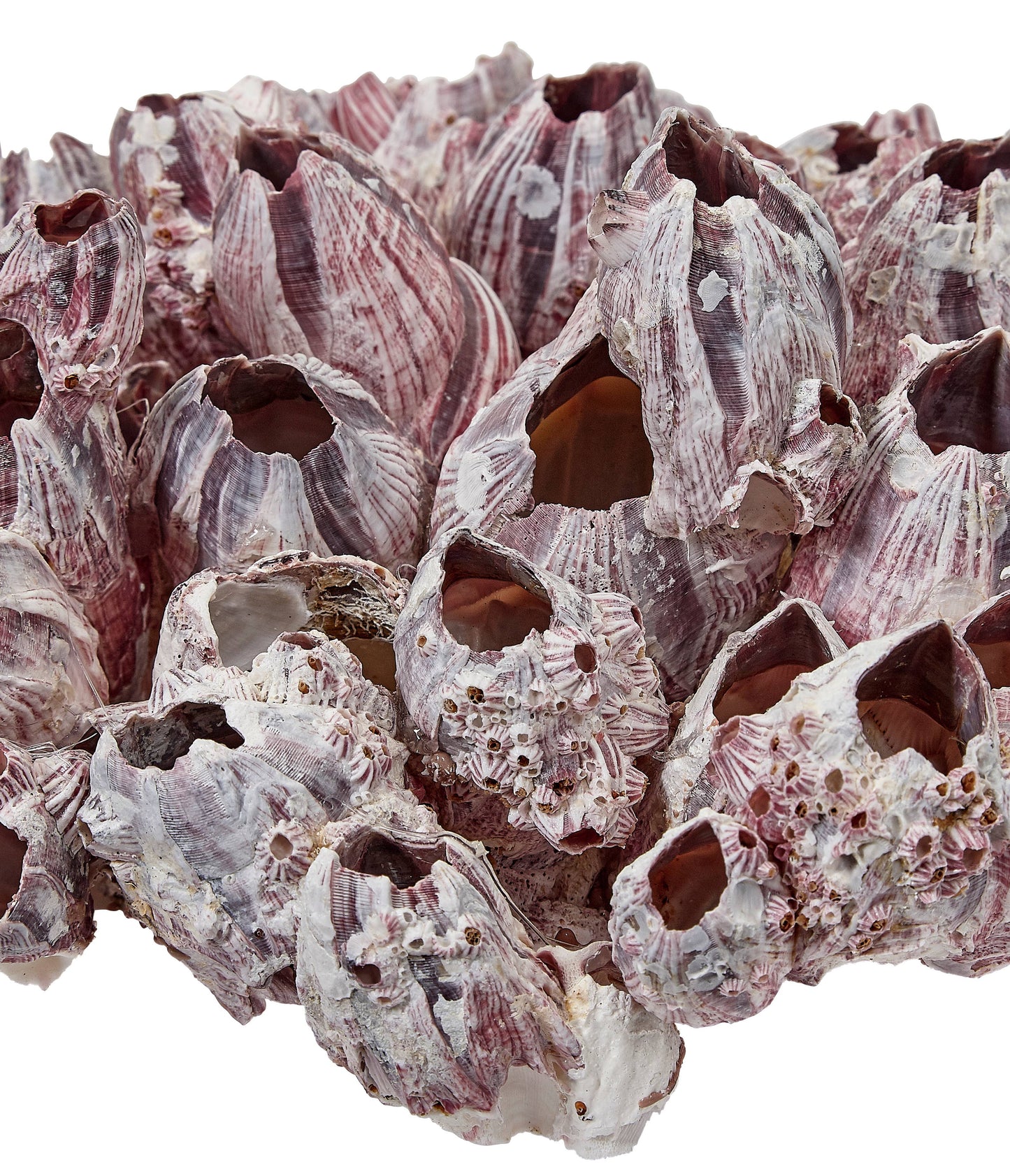 Barnacle Cluster Glued 9-12"