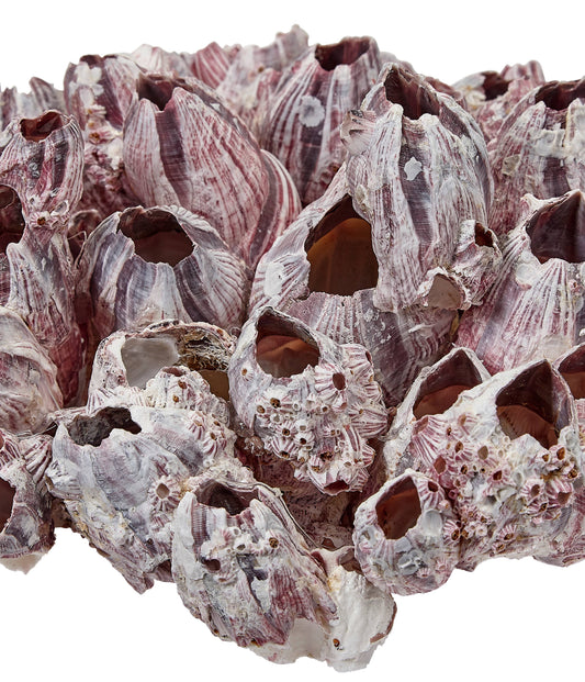 Barnacle Cluster Glued 9-12"
