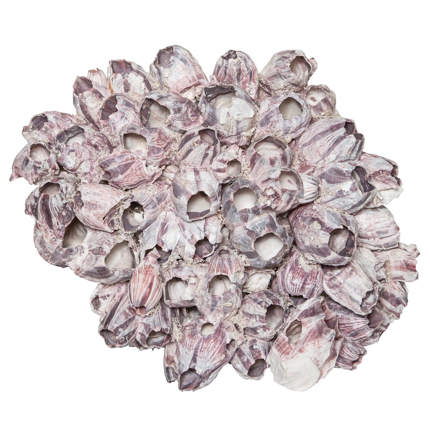 Barnacle Cluster Glued 9-12"