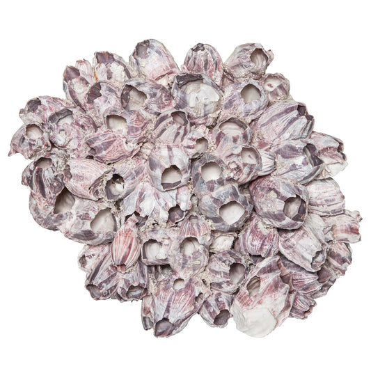 Barnacle Cluster Glued 9-12"