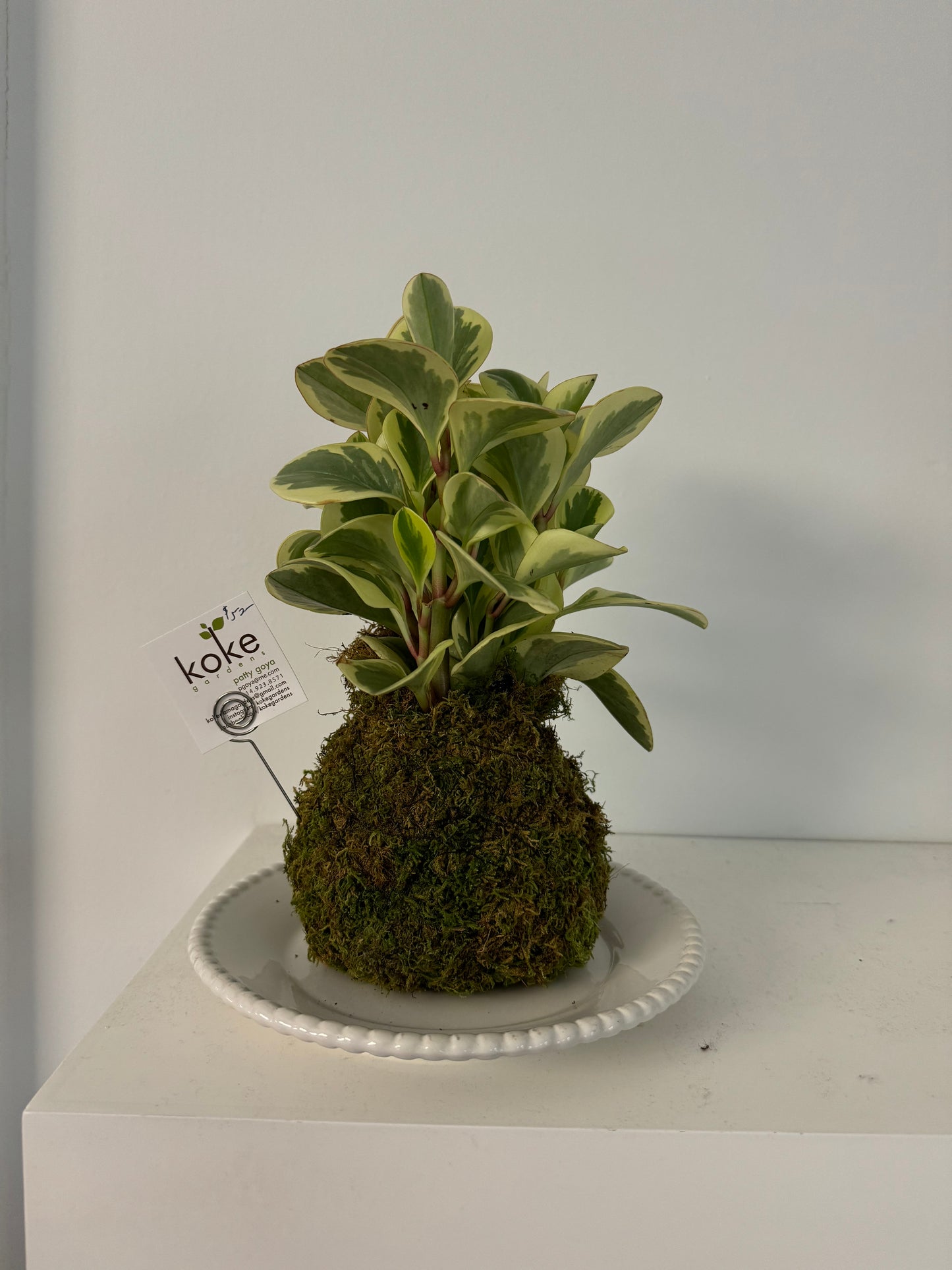 Kokedama - Peperomia