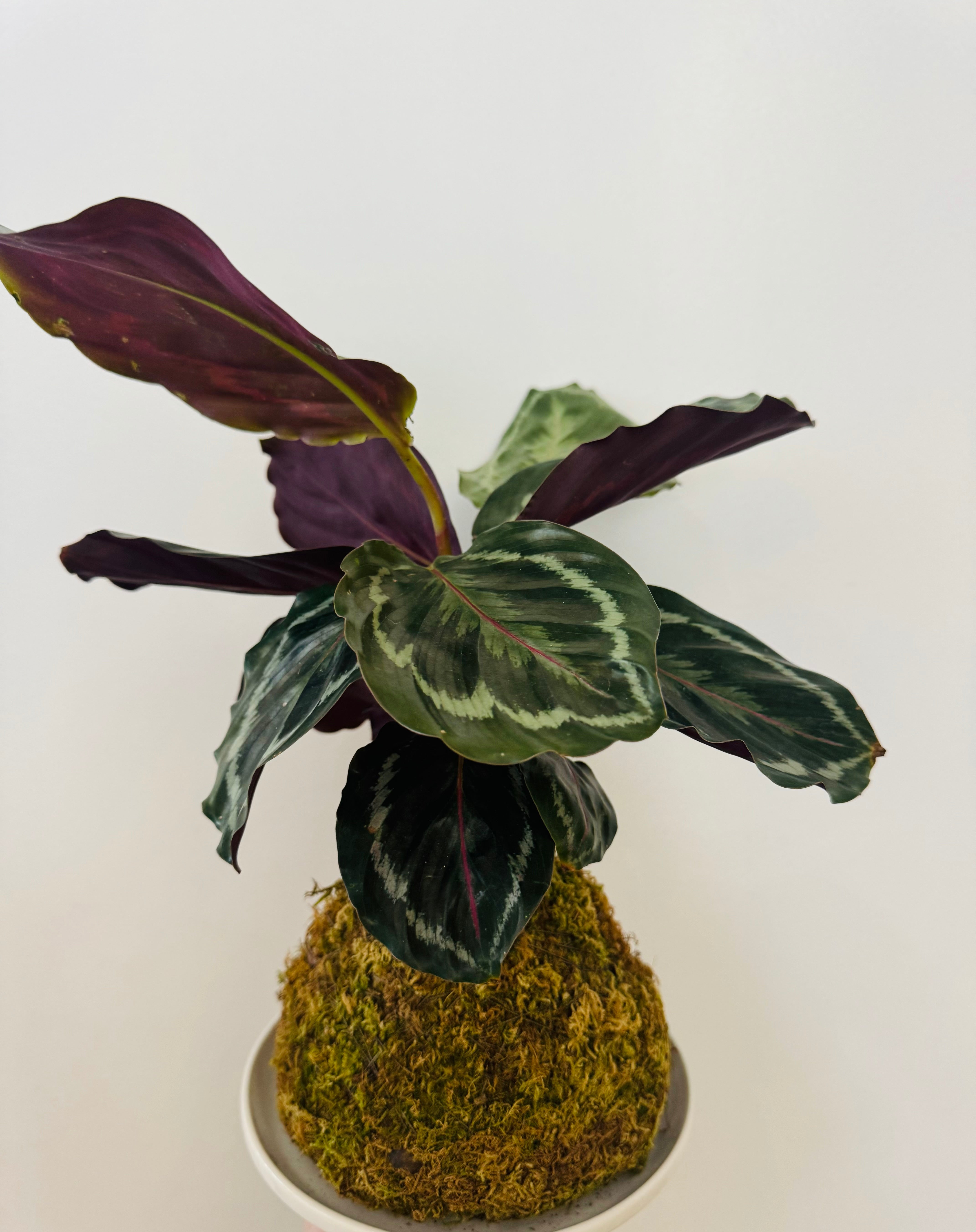 Kokedama - Prayer Plant - Thumbnail 5