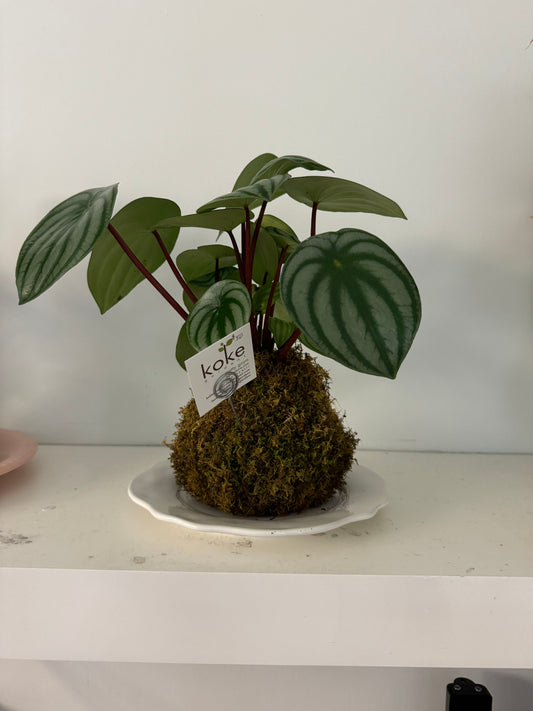 Kokedama - Anthurium